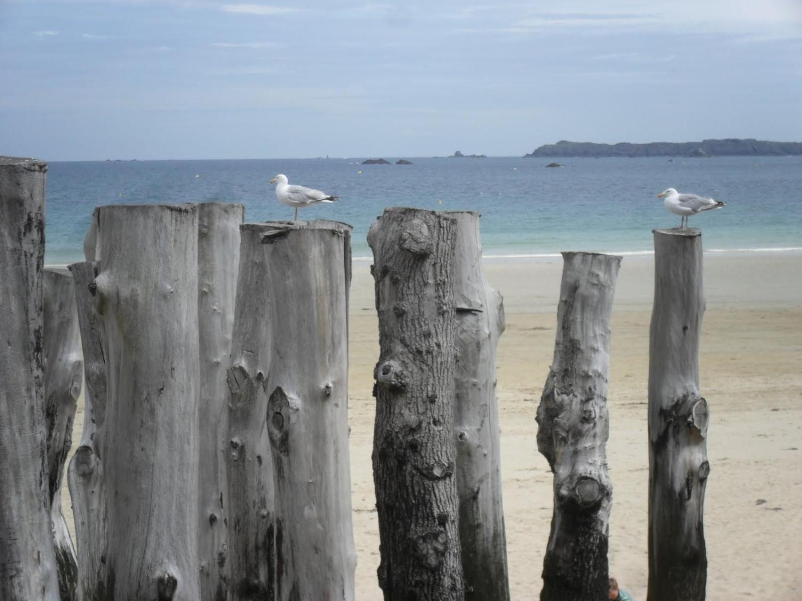 6 Rue Des Eglantines Daire Saint-Malo Dış mekan fotoğraf